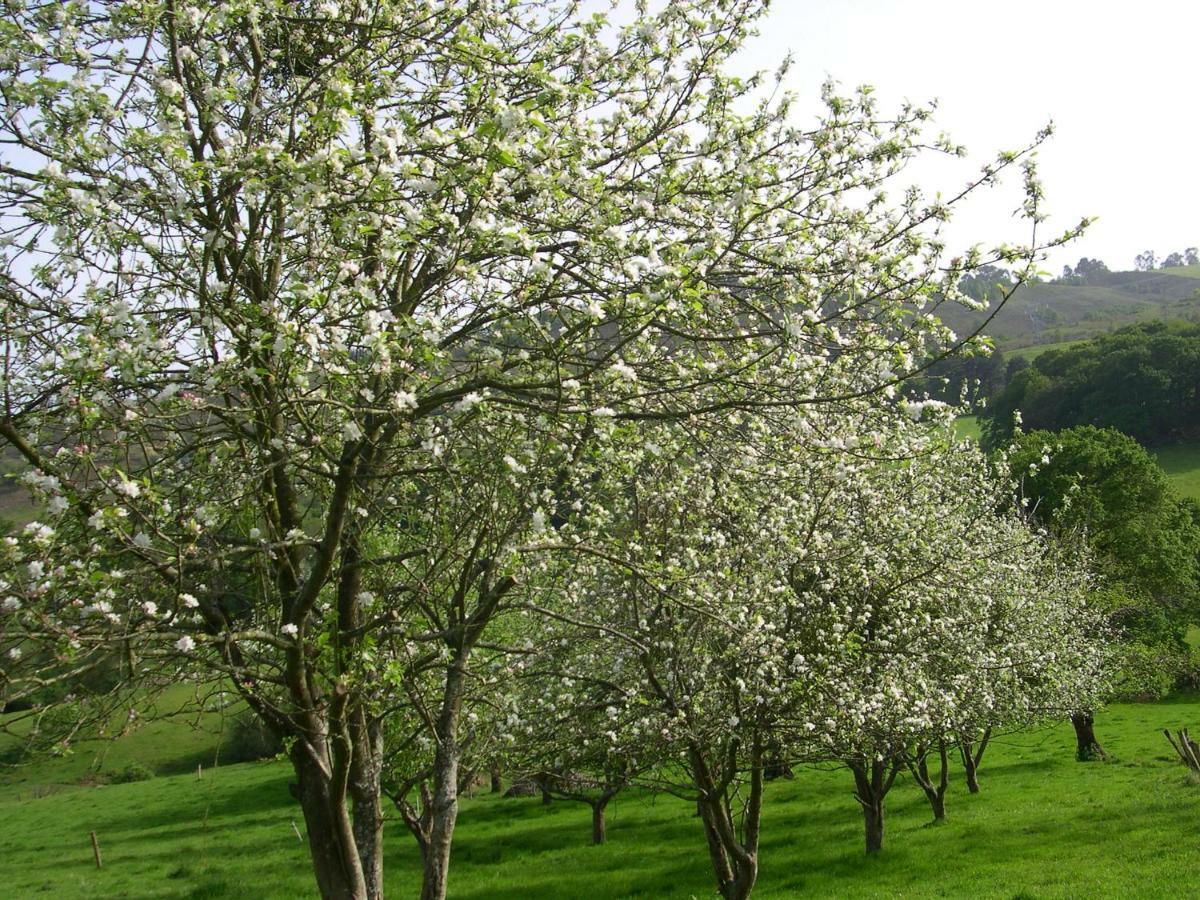 Turismo Rural El Sidron Konuk evi Piloña Dış mekan fotoğraf