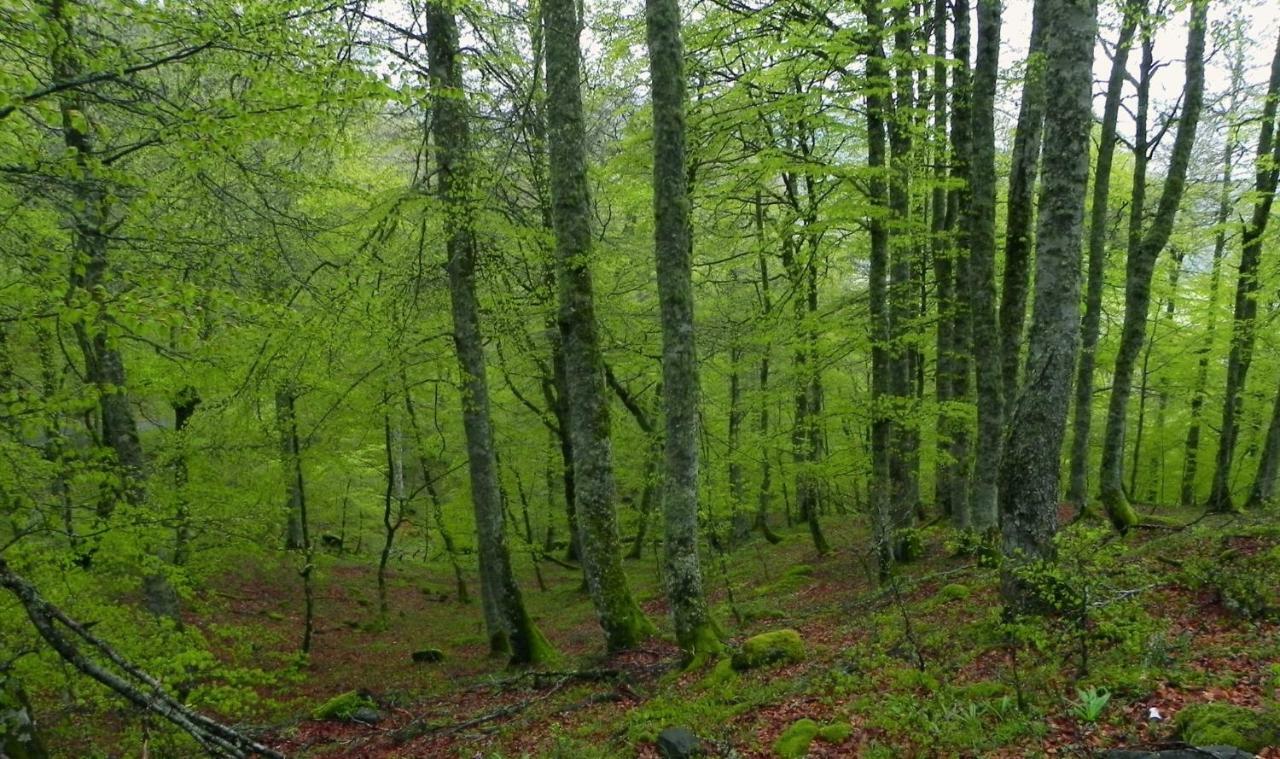 Turismo Rural El Sidron Konuk evi Piloña Dış mekan fotoğraf
